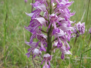 orchis militaris
